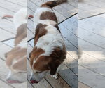 Small #4 Beagle Mix