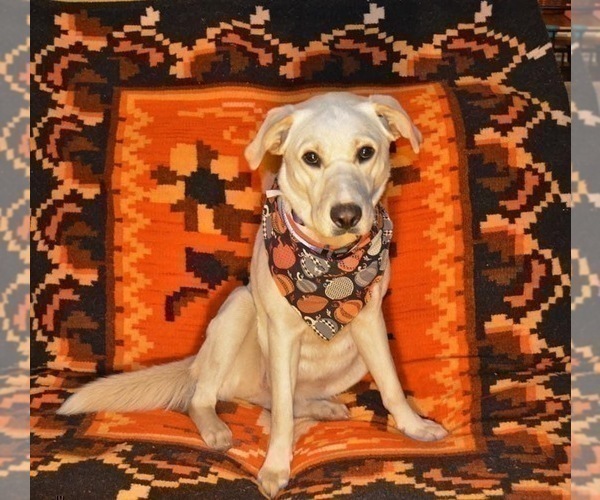 Medium Photo #1 Borador Puppy For Sale in DILLSBORO, IN, USA