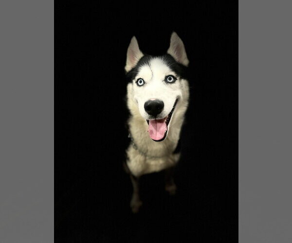 Medium Photo #1 Siberian Husky Puppy For Sale in Walnutport, PA, USA