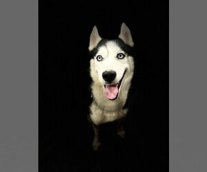 Siberian Husky Dogs for adoption in Walnutport, PA, USA