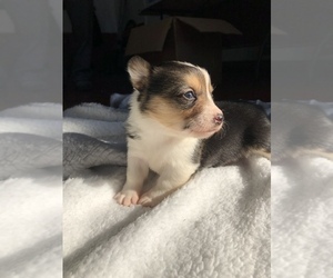 Pembroke Welsh Corgi Puppy for sale in ARTHUR, IL, USA