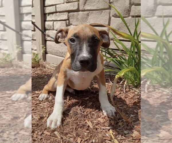 Medium Photo #1 Boxer-Unknown Mix Puppy For Sale in Sterling, MA, USA