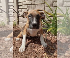 Medium Boxer Mix