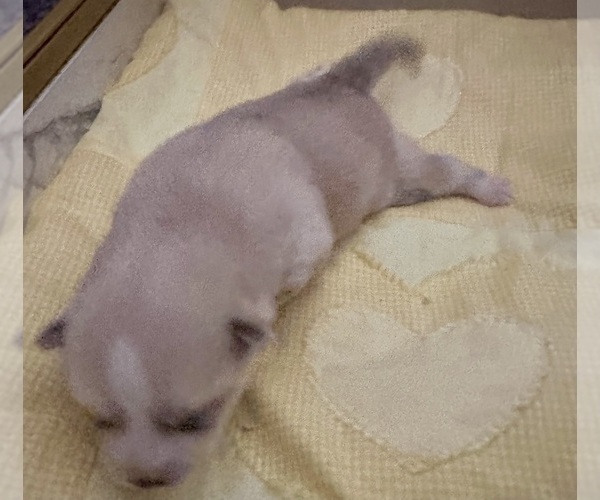 Medium Photo #164 Pomsky Puppy For Sale in LOVELAND, CO, USA