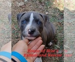 Small #6 American Pit Bull Terrier