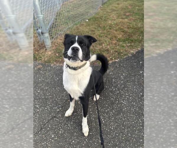 Medium Photo #2 Border Collie-Unknown Mix Puppy For Sale in Forestville, MD, USA