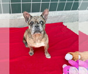 WONTON - Male French Bulldog Dog for Adoption - Photo #2