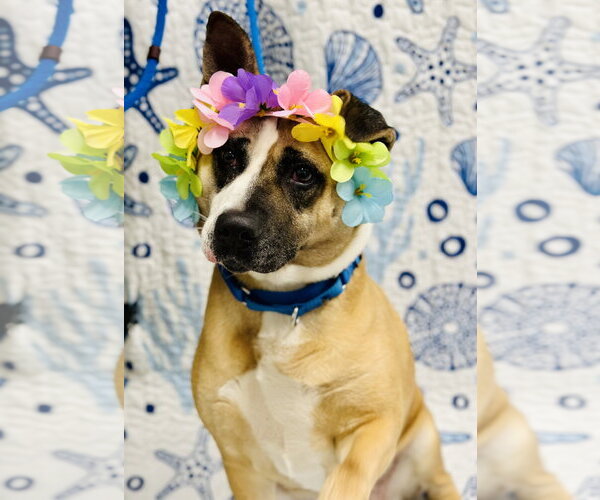 Medium Photo #4 Akita-Unknown Mix Puppy For Sale in Manahawkin, NJ, USA