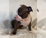 Small Photo #5 American Bully Puppy For Sale in KENT, WA, USA