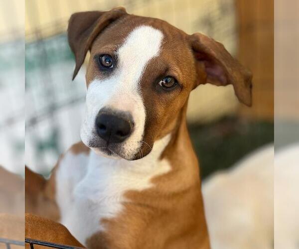 Medium Photo #10 Labrador Retriever-Unknown Mix Puppy For Sale in San Diego, CA, USA
