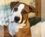 Small #9 Labrador Retriever Mix