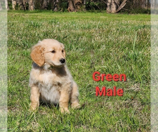 Medium Photo #34 Goldendoodle Puppy For Sale in CLARKSVILLE, TX, USA