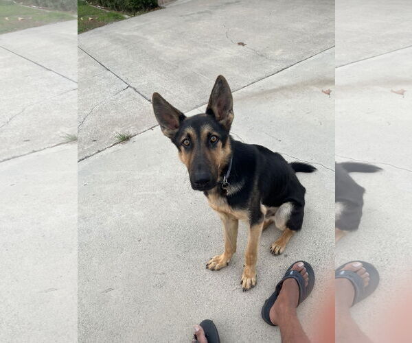 Medium Photo #3 German Shepherd Dog Puppy For Sale in Dana Point, CA, USA