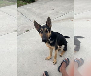 Berlin - Male German Shepherd Dog Dog for Adoption - Photo #3
