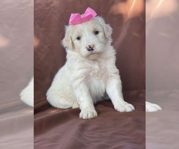 Medium Photo #4 Aussiedoodle Puppy For Sale in HANFORD, CA, USA