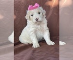 Small Photo #4 Aussiedoodle Puppy For Sale in HANFORD, CA, USA