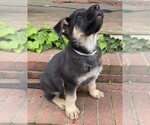 Puppy MR LT BLUE German Shepherd Dog