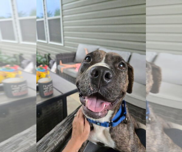 Medium Photo #3 Bullboxer Pit Puppy For Sale in Mooresville, NC, USA