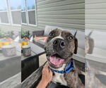 Small #2 Bullboxer Pit