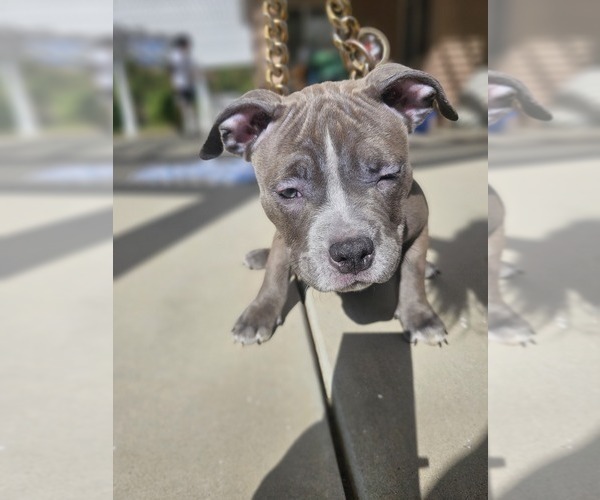 Medium Photo #9 American Bully Puppy For Sale in QUARTZ HILL, CA, USA