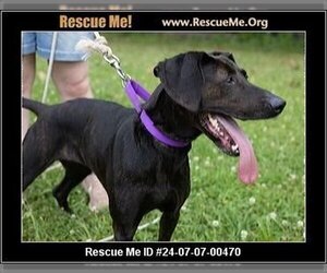 Bluetick Coonhound-Labrador Retriever Mix Dogs for adoption in Benton, PA, USA