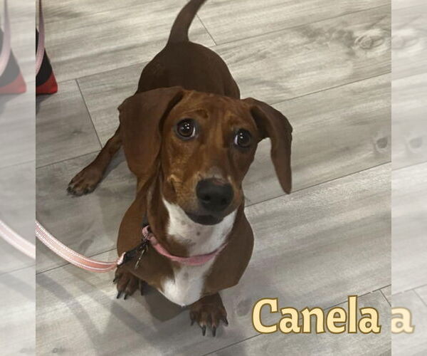 Medium Photo #10 Dachshund Puppy For Sale in San Antonio, TX, USA