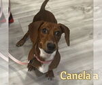 Small #9 Dachshund