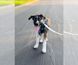 Colby (TX) - Male Siberian Husky-Unknown Mix Dog for Adoption - Photo #4