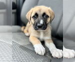 Small #2 Great Pyrenees Mix