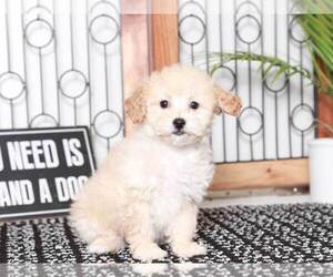 Poochon Puppy for sale in NAPLES, FL, USA
