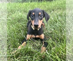 Medium Doberman Pinscher