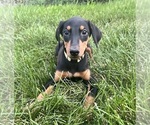 Small Doberman Pinscher