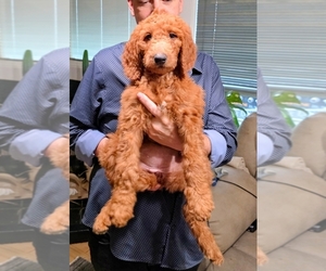 Medium Goldendoodle mix (+ Poodle Standard)