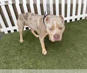 Mutt Dogs for adoption in Modesto, CA, USA