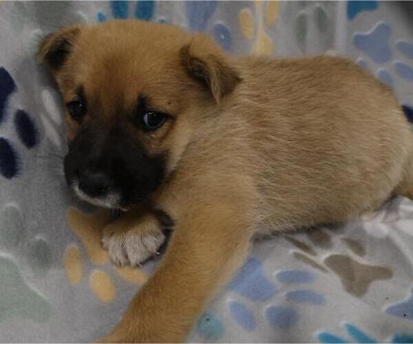 Medium Photo #1 Mutt Puppy For Sale in Thief River Falls, MN, USA