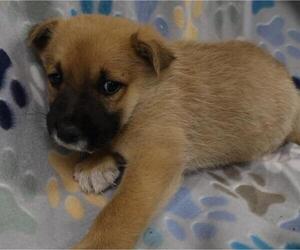 Mutt Dogs for adoption in Thief River Falls, MN, USA