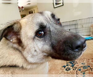 River - Male Anatolian Shepherd-Unknown Mix Dog for Adoption - Photo #4