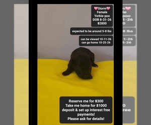 Yorkipoo Puppy for sale in TUCSON, AZ, USA
