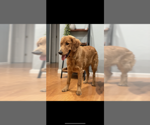 Golden Retriever Puppy for sale in VALLEJO, CA, USA