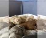 Small Photo #2 Labrador Retriever Puppy For Sale in ALEXANDRIA, VA, USA