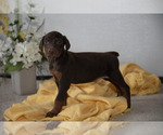 Small #1 Doberman Pinscher