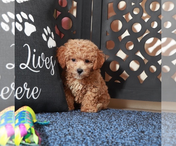 Medium Photo #5 Poochon Puppy For Sale in MOUNT VERNON, OH, USA