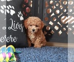 Small #4 Poochon