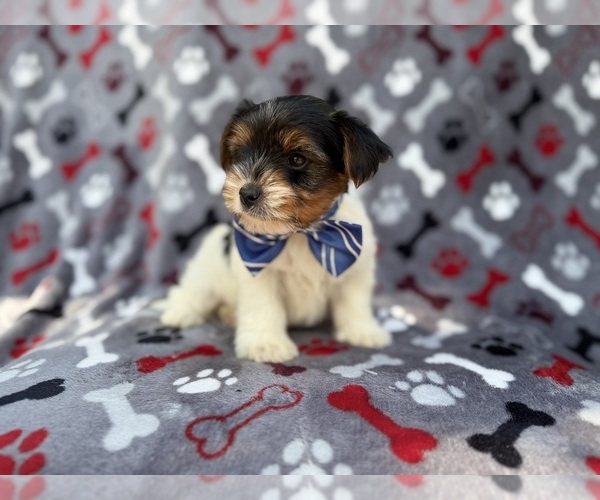 Medium Photo #5 Yorkshire Terrier Puppy For Sale in LAKELAND, FL, USA