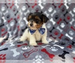 Small #4 Yorkshire Terrier