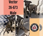 Small Mountain Cur Mix