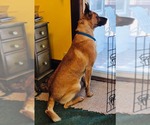 Small #2 German Shepherd Dog