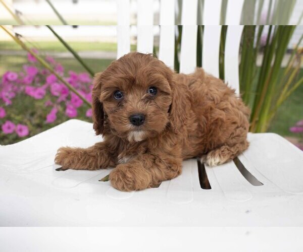 Medium Photo #3 Cavapoo Puppy For Sale in FRESNO, OH, USA