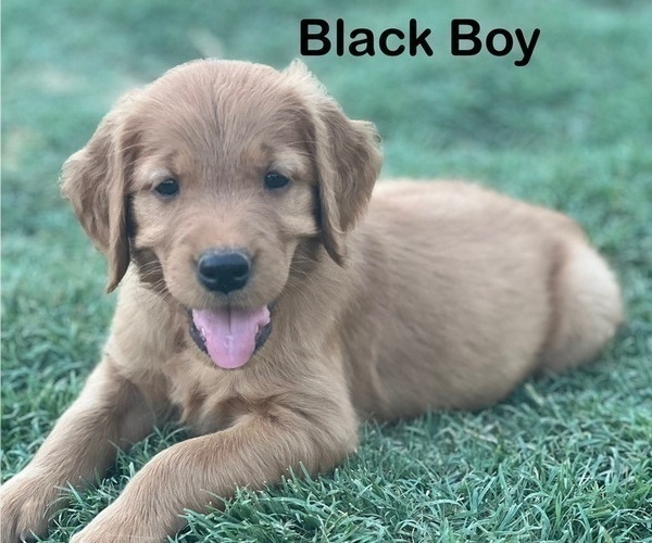 Medium Photo #6 Golden Retriever Puppy For Sale in FRESNO, CA, USA