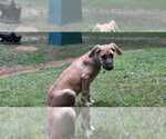 Small Photo #13 German Shepherd Dog-Great Dane Mix Puppy For Sale in YOUNG HARRIS, GA, USA